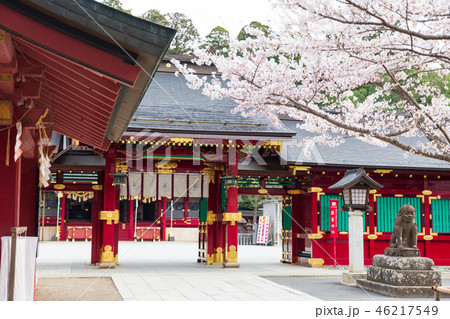 神社 桜 春 神社 桜 春 46217549
