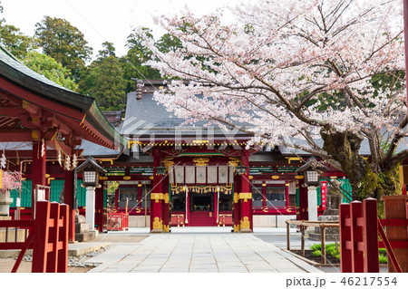 神社 桜 春 神社 桜 春 46217554