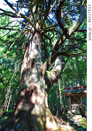 若宮の大杉 若宮の大杉 46217813