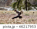 セントラルパークのリス 46217953