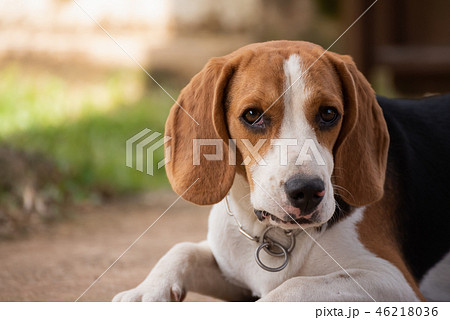 portrait of cute puppy beagle 46218036