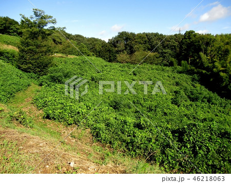 杉山城跡 46218063