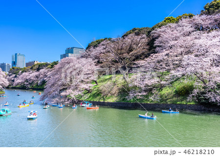 東京　千鳥ヶ淵の桜 46218210