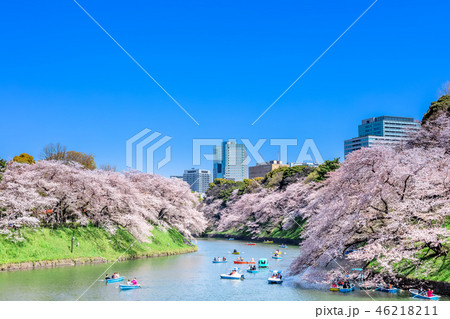 東京　千鳥ヶ淵の桜 46218211