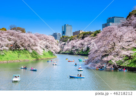 東京 千鳥ヶ淵の桜 東京 千鳥ヶ淵の桜 46218212