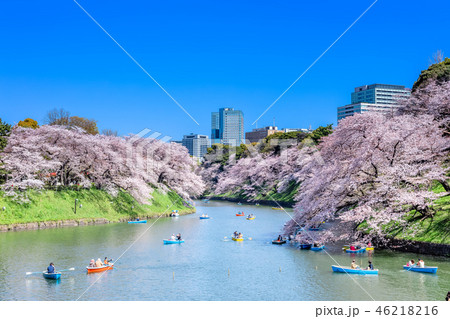 東京　千鳥ヶ淵の桜 46218216