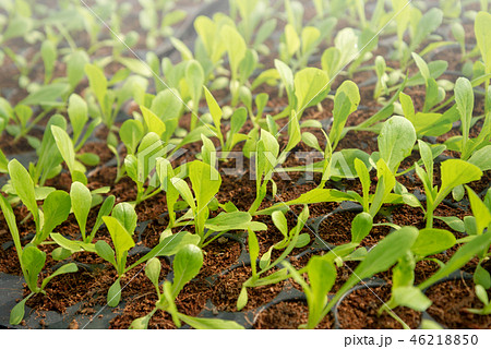 Farm of Hydroponic Plants in nursery tray. 46218850