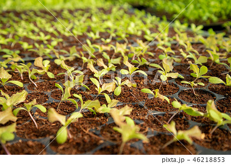 Farm of Hydroponic Plants in nursery tray. 46218853