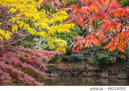 愛知県　名古屋市　鶴舞公園　秋の池 46219203