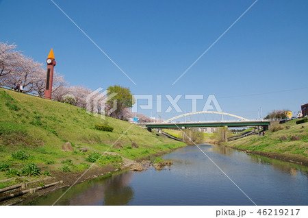 利根運河と満開の桜並木（千葉県流山市） 46219217