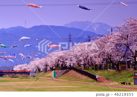相川水辺公園（岐阜　垂井町）満開の桜と鯉のぼりの競演 46219355