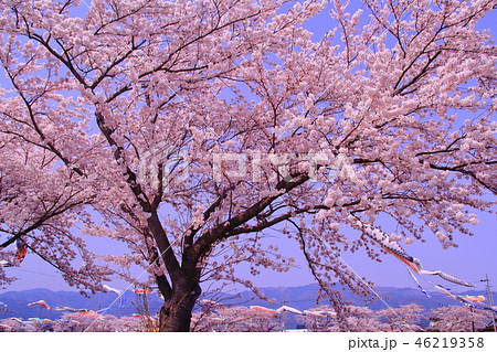 相川水辺公園（岐阜　垂井町）満開の桜と鯉のぼりの競演 46219358
