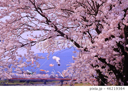 相川水辺公園（岐阜　垂井町）満開の桜と鯉のぼりの競演 46219364
