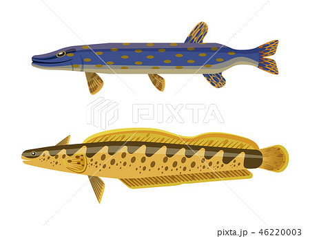 Predator Fish and Catfish Vector Illustration Predator Fish and Catfish Vector Illustration 46220003