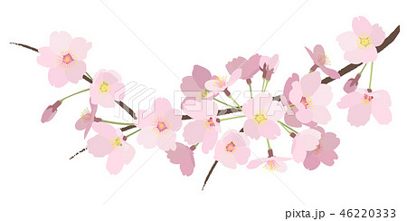 桜の枝 1のイラスト素材