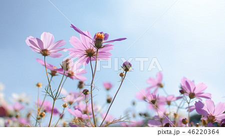 青い空 晴れた空 晴れ空 46220364
