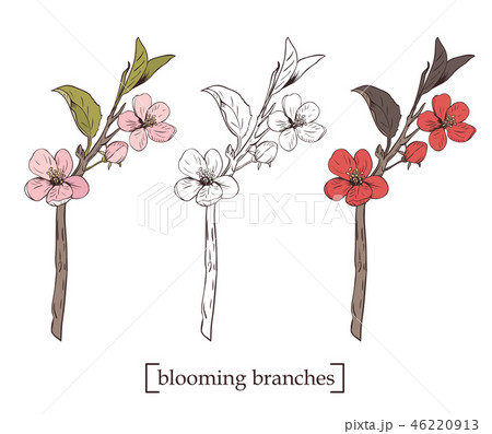 Blooming tree. Set collection. Hand drawn botanical blossom branches on white background. Vector Blooming tree. Set collection. Hand drawn botanical blossom branches on white background. Vector 46220913