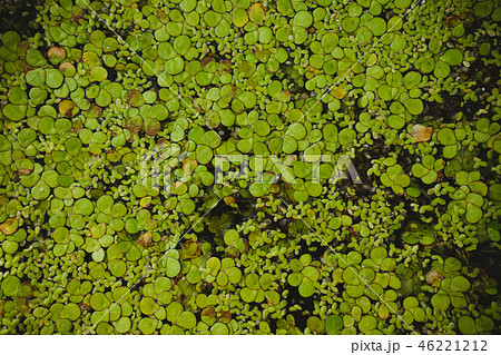 Algae flower smallest plant in the world Algae flower smallest plant in the world 46221212