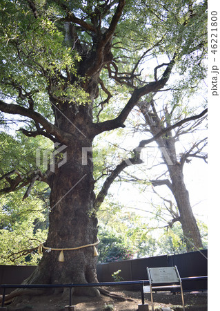 観光名所：上野東照宮の御神木 46221800