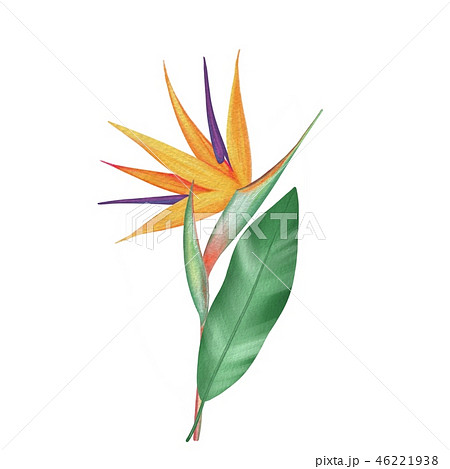 Bird of paradise, Strelitzia flower Bird of paradise, Strelitzia flower 46221938