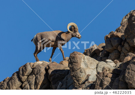 Desert bighorn sheep ram Desert bighorn sheep ram 46222035
