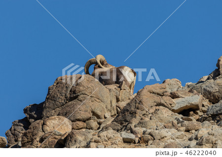 Desert bighorn sheep ram Desert bighorn sheep ram 46222040