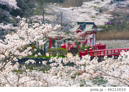 茂原公園 満開の桜 (千葉県茂原市) 2018年春 茂原公園 満開の桜 (千葉県茂原市) 2018年春 46222650