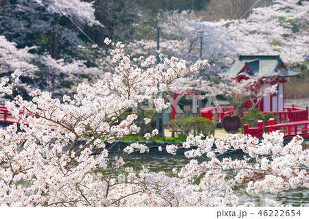 茂原公園 満開の桜 （千葉県茂原市） 2018年春 46222654