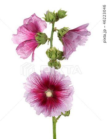 Alcea rosea, isolated pink hollyhock Alcea rosea, isolated pink hollyhock 46223046
