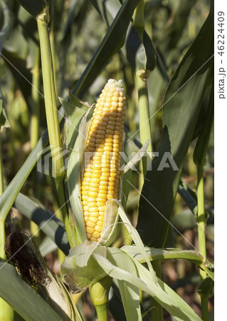 Corn cob 46224409