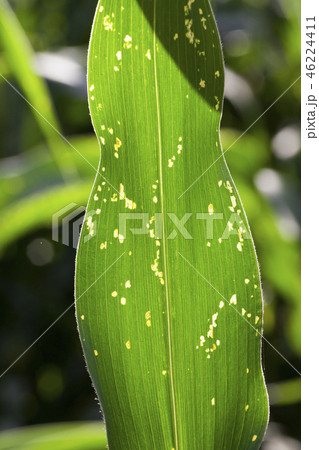Disease corn leaves 46224411
