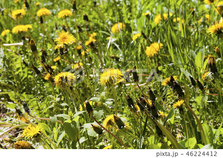 A field of dandelions 46224412