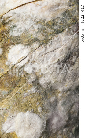 rye bread mold 46224413