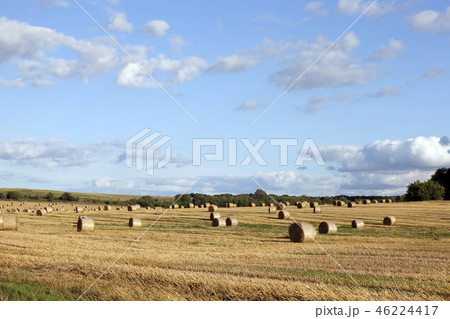 stacks of straw 46224417
