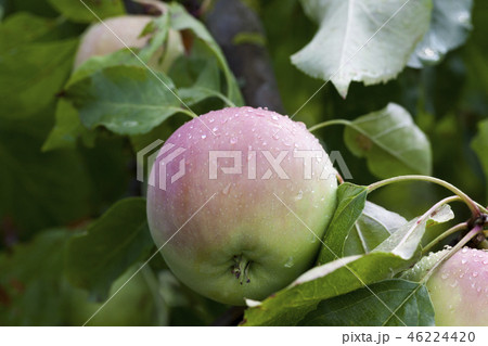 Apple garden 46224420