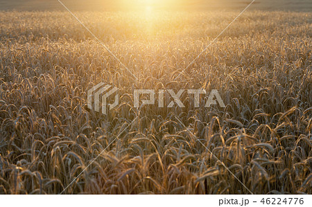 Sunset and ryeの写真素材 [46224776] - PIXTA