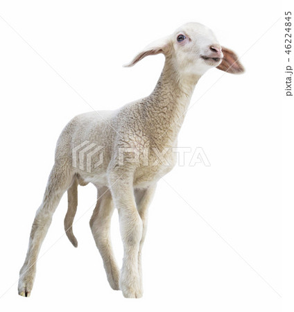 lamb on white background, farm, animal 46224845