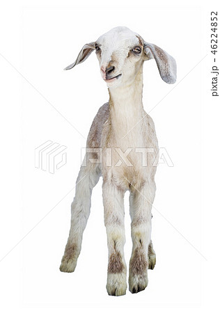 lamb on white background, farm, animal 46224852