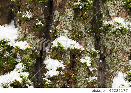 Winter time of the year, close-up 46225177