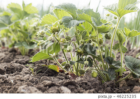 strawberries  strawberry sprouts   strawberries  46225235