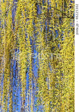 foliage on a willow foliage on a willow 46225302