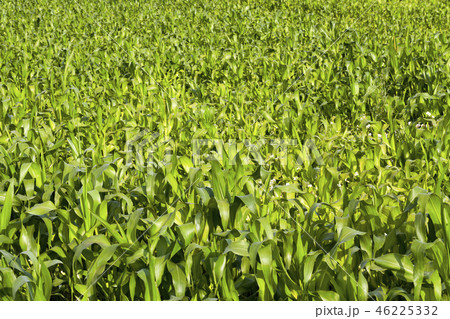 field spring 46225332