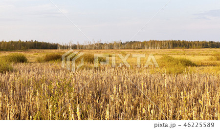 Autumn landscape 46225589