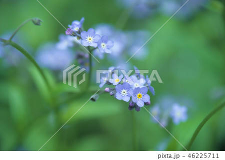 上高地のワスレナグサ 46225711