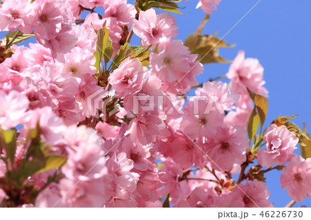 桜 桜 46226730