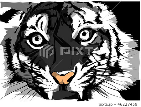 Black and white vector sketch of a tiger s face 46227459