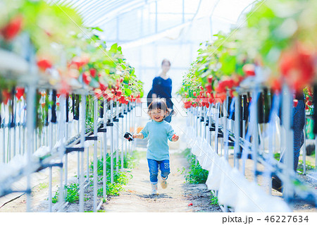 子供とイチゴ狩り 46227634