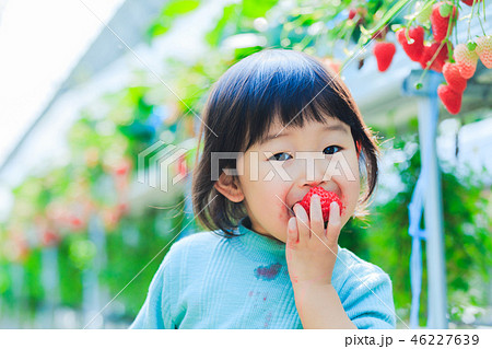 子供とイチゴ狩り 46227639