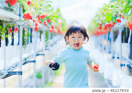 子供とイチゴ狩り 46227650