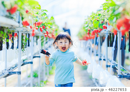 子供とイチゴ狩り 46227653